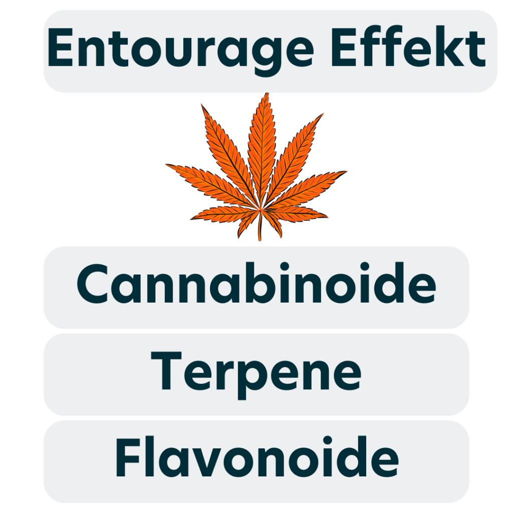 Entourage_Effekt_Medizinal_Cannabis_Synergistische_Gesamtwirkung_Therismos