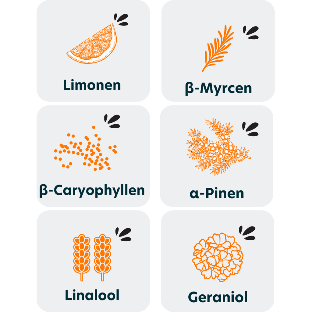 Terpene_Hauptterpene_Medizinal_Cannabis_Therismos