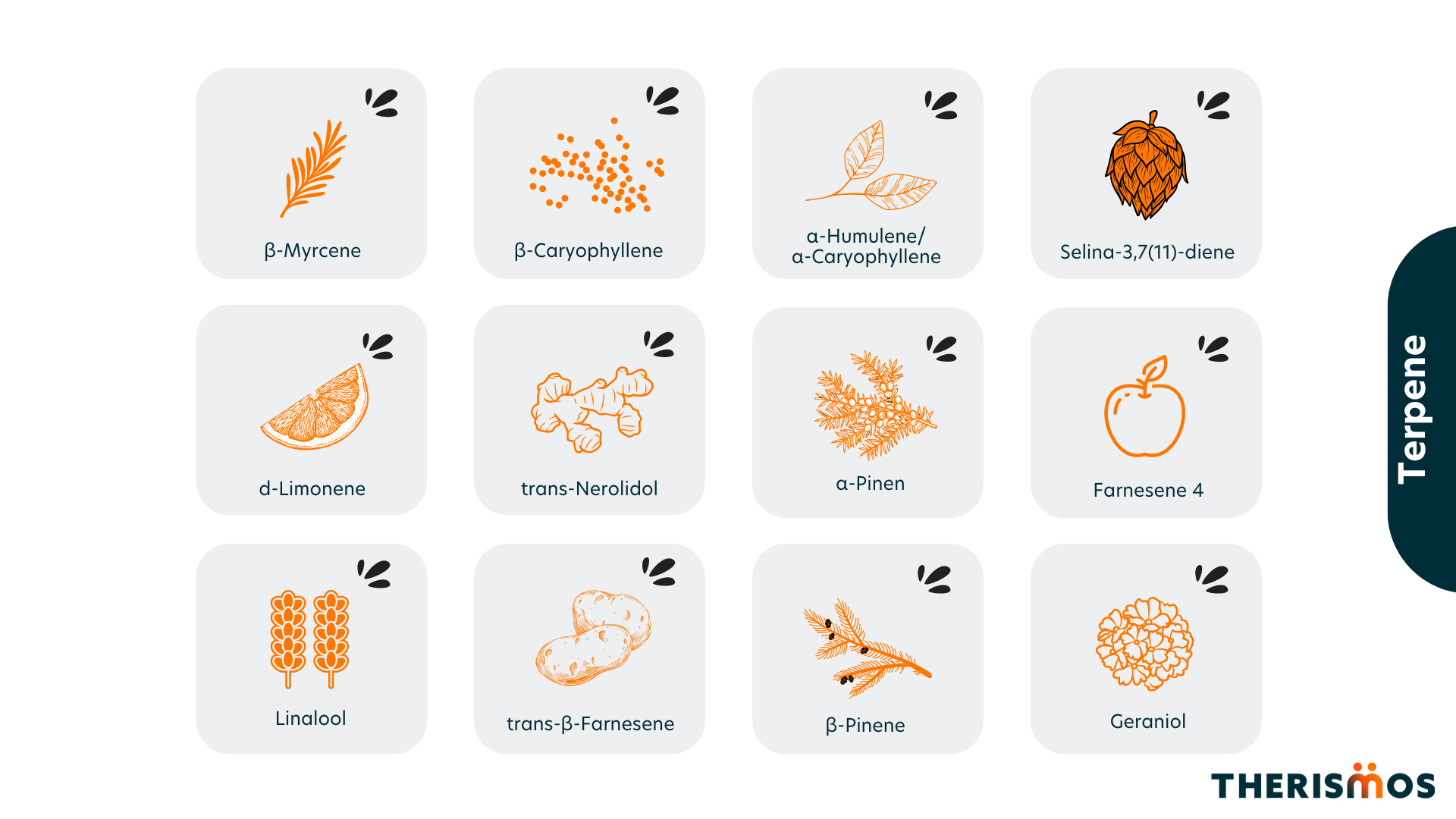 Hauptterpene_Terpene_Therismos
