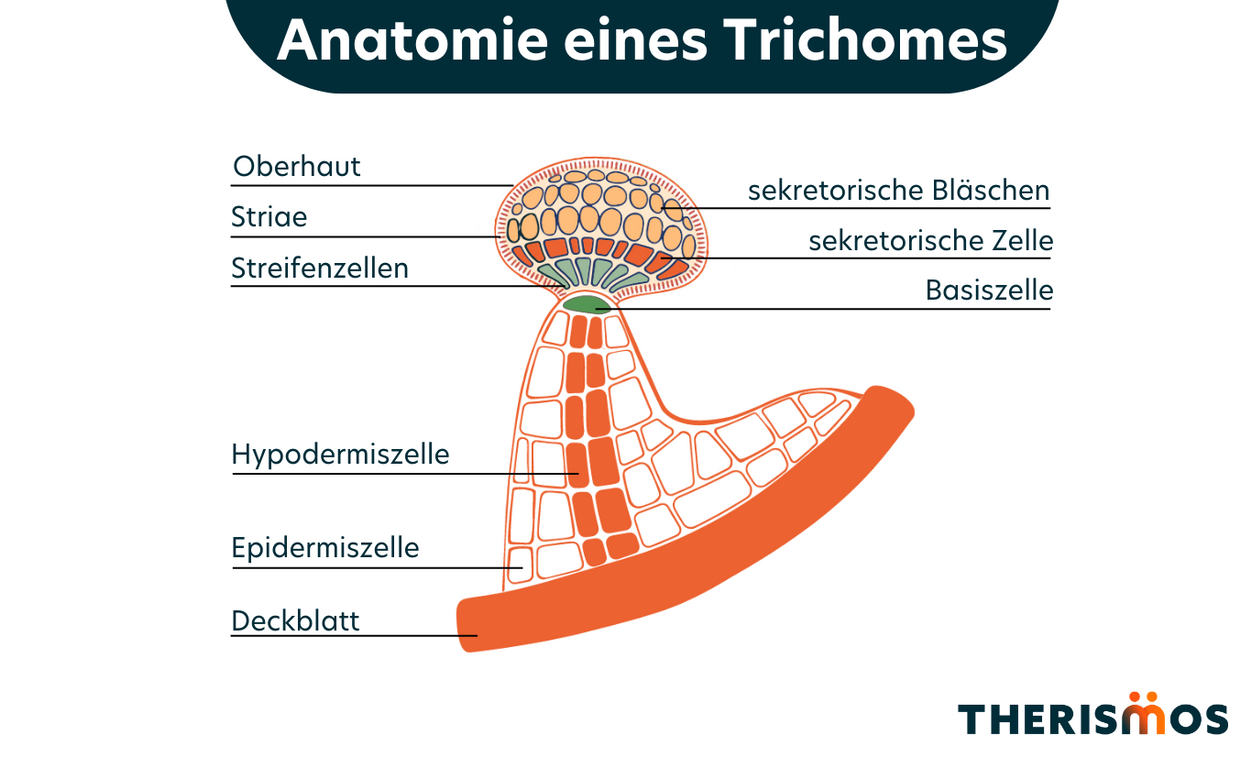 Anatomie_eines_Trichomes_Therismos