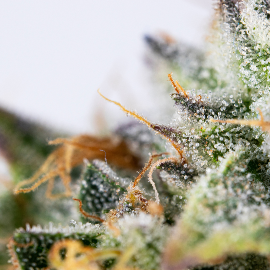 Terpene_Trichome_Cannabis_Aqualitas_Therismos