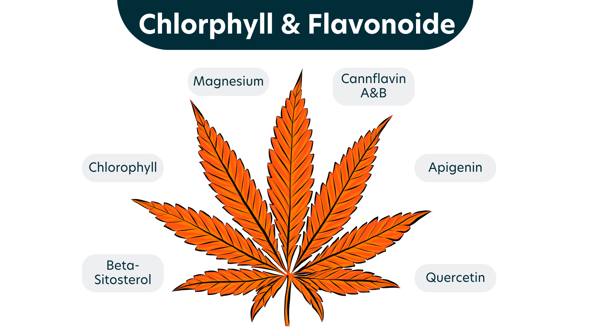 Flavonoide_Chlorophyll_Cannflavin_Apigenin_Quercetin_Beta