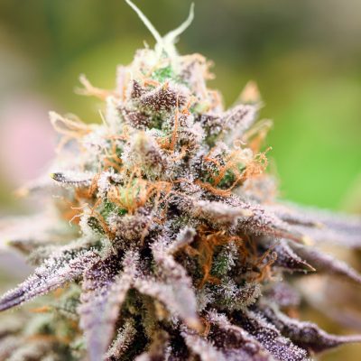 Atlantic Glue GG4 29!/1 BRB (Batch 1234)