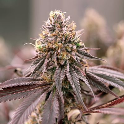 Bruce Banner 29!/1 BRB (Batch 1234)