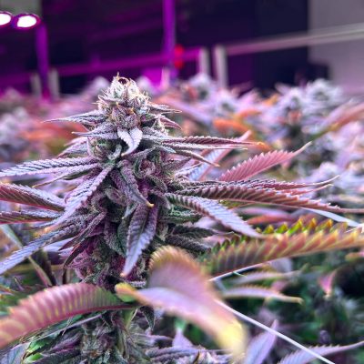 Queen Sangria cannabisblüte therismos